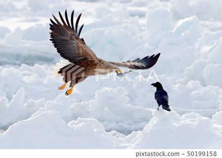 Flight of White-tailed eagle, Haliaeetus albicilla 50199158