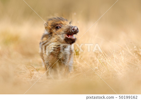 Cute animal in forest. Portrait of wild pig 50199162