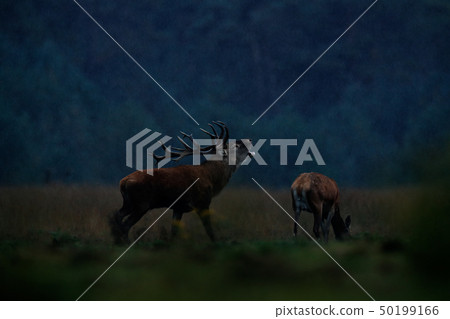 Rutting season, night photo in rain. Red deer stag 50199166