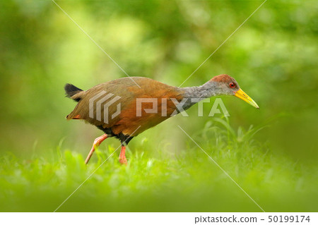 Gray-necked Wood-Rail, Aramides cajanea 50199174