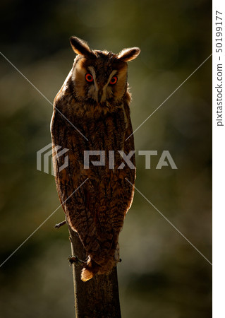 Long-eared Owl sitting on the branch Long-eared Owl sitting on the branch 50199177