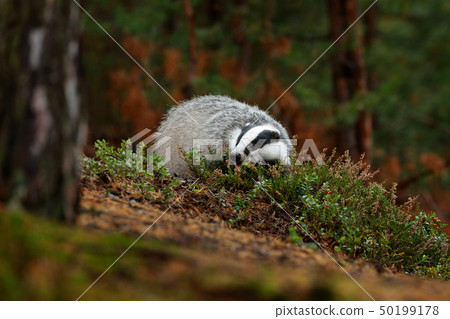 Badger in forest, animal in nature habitat 50199178