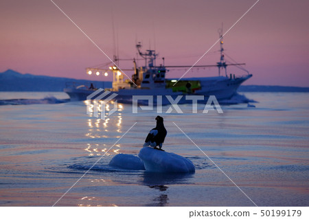 Steller's sea eagle with fishing boat Steller's sea eagle with fishing boat 50199179