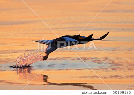 Wildlife behaviour scene in nature Wildlife behaviour scene in nature 50199180