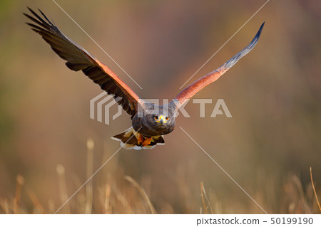Harris Hawk, Parabuteo unicinctus, landing. 50199190