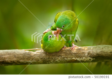 Parrot love. Yellow-crowned Amazons 50199191