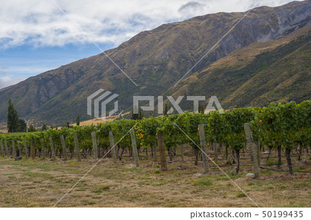 新西蘭葡萄酒廠 新西蘭葡萄酒廠 50199435