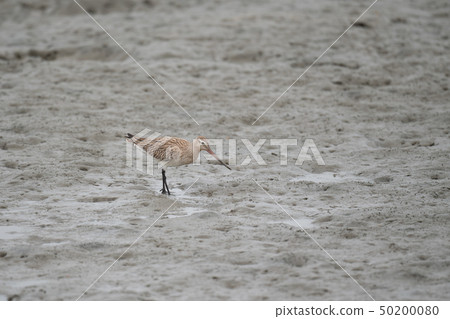 Stag beetle in a tidal flat Stag beetle in a tidal flat 50200080