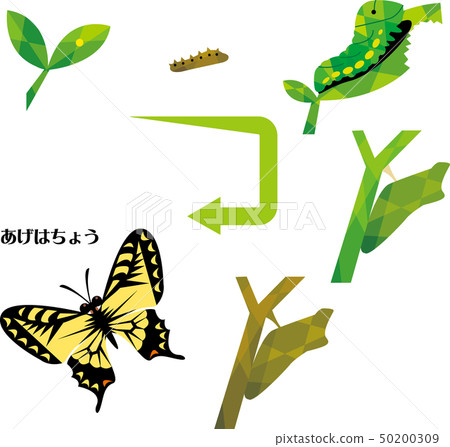 燕尾蝶的生長周期 燕尾蝶的生長周期 50200309