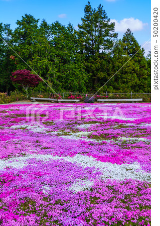 Shibazakura Matsumoto Azalea Gardens [Omura City, Nagasaki Prefecture] 50200420