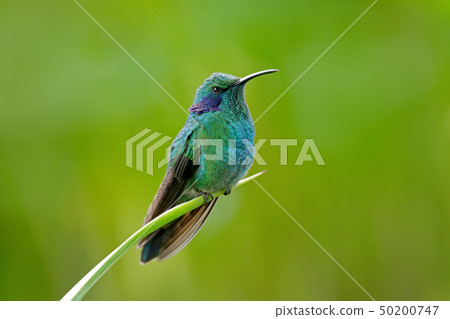Green Violet-ear, Colibri thalassinus Green Violet-ear, Colibri thalassinus 50200747