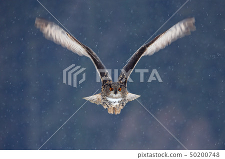 Flying Eurasian Eagle owl with open wings Flying Eurasian Eagle owl with open wings 50200748