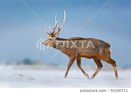 Animal with antler in the nature habitat 50200751
