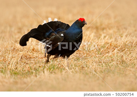 Black grouse in fog meadow. Lekking nice bird Black grouse in fog meadow. Lekking nice bird 50200754