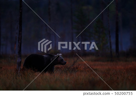 Night nature, Bear hidden in forest. Night nature, Bear hidden in forest. 50200755