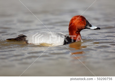 Common Pochard, Aythya ferina, bird in the water Common Pochard, Aythya ferina, bird in the water 50200756