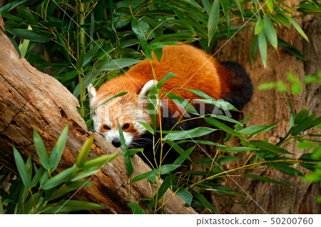 Panda from nature. Beautiful Red panda 50200760