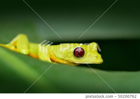 Flying Leaf Frog, Agalychnis spurrelli, green frog Flying Leaf Frog, Agalychnis spurrelli, green frog 50200762