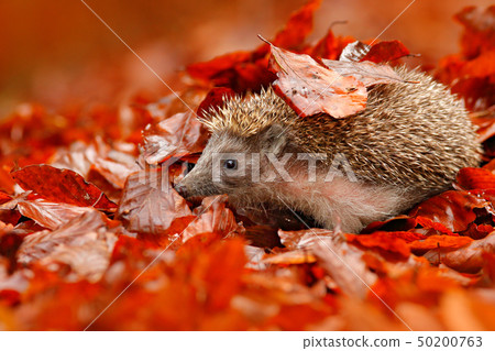 European Hedgehog, Erinaceus europaeus European Hedgehog, Erinaceus europaeus 50200763