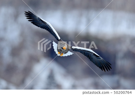 Flying rare eagle. Steller's sea eagle 50200764