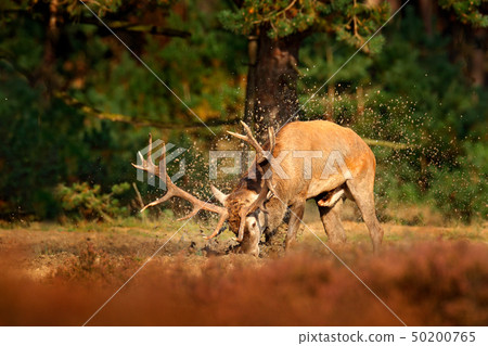 Red deer, rutting season, mud clay water bath 50200765