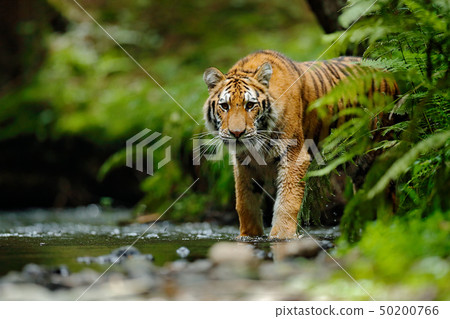 Amur tiger walking in river water. 50200766
