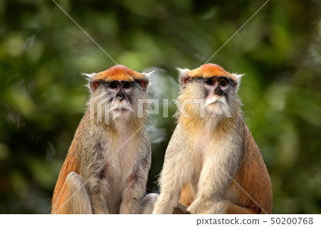 Patas Hussar monkey, Erythrocebus patas Patas Hussar monkey, Erythrocebus patas 50200768