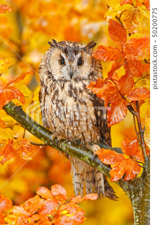 Long-eared Owl with orange oak leaves Long-eared Owl with orange oak leaves 50200775