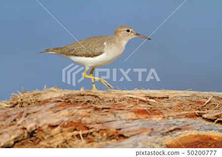 Sandpiper, Actitis macularia, sea water bird Sandpiper, Actitis macularia, sea water bird 50200777