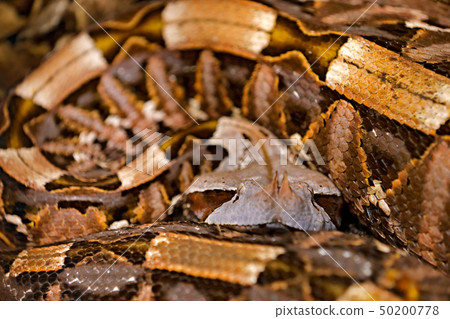 The Gaboon viper, Bitis gabonica, Congo, Africa 50200778