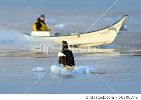 Steller's sea eagle with fishing boat Steller's sea eagle with fishing boat 50200779