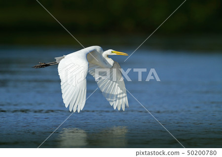 White heron in flight. Wildlife in Florida, USA. White heron in flight. Wildlife in Florida, USA. 50200780