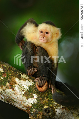 White-headed Capuchin, black monkey on the tree White-headed Capuchin, black monkey on the tree 50200781