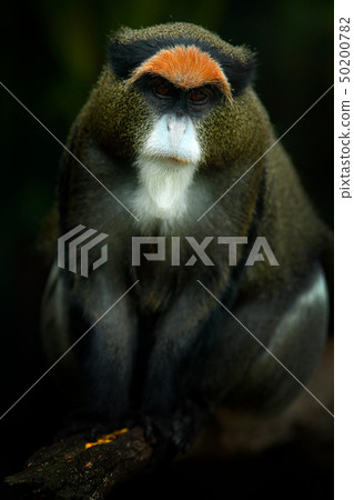 De Brazza's monkey, Cercopithecus neglectus 50200782