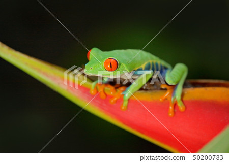 Red-eyed Tree Frog, Agalychnis callidryas 50200783