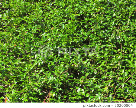 Green Curtain Green Curtain 50200804