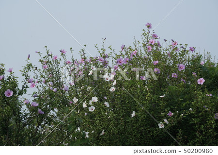 A bouquet of blooming flowers 50200980