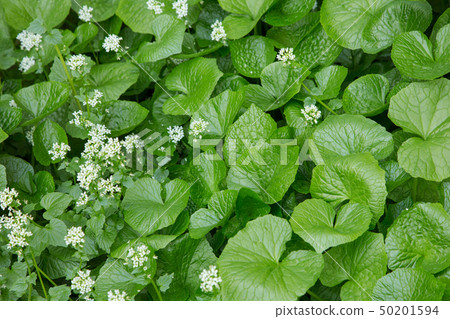 Japanese wasabi fields Japanese wasabi fields 50201594