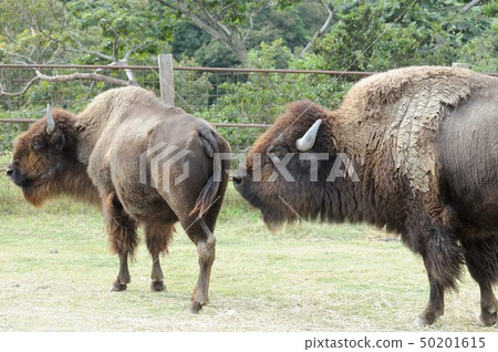 一個動物園 50201615