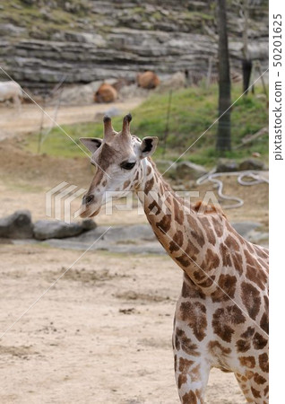 一個動物園 50201625