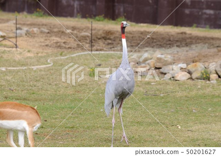 一個動物園 50201627