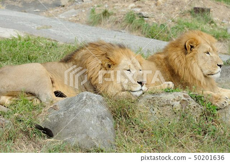 一個動物園 50201636