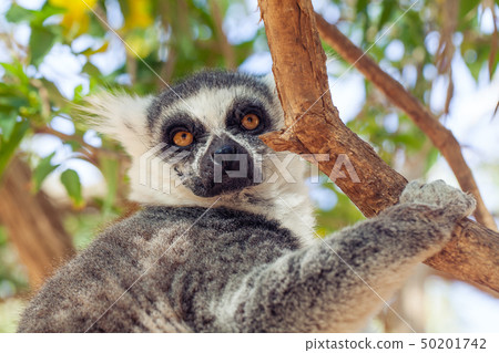 Ring-tailed lemur monkey (Lemur catta) on the tree Ring-tailed lemur monkey (Lemur catta) on the tree 50201742