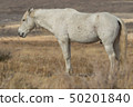 Wild Horse Stallion 50201840