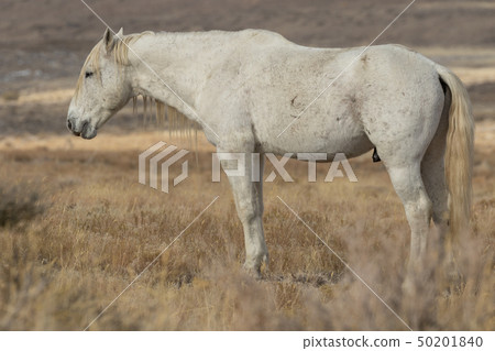 Wild Horse Stallion 50201840
