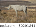 Wild Horse Stallion 50201841