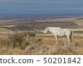 Wild Horse Stallion 50201842