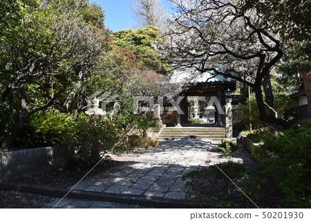 Cherry tree Fujisawa City of Tsuneji Temple Cherry tree Fujisawa City of Tsuneji Temple 50201930