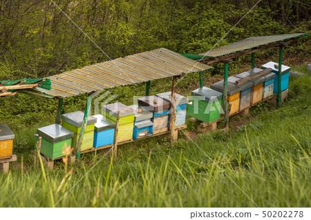 Bee hives in mountain Seriana valley close up 50202278