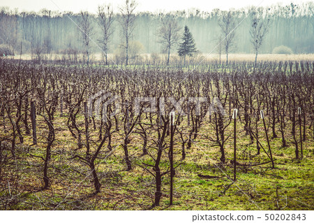 tree seedlings in a field for gathering fruit and feed for cattle. Timber harvesting follows 50202843